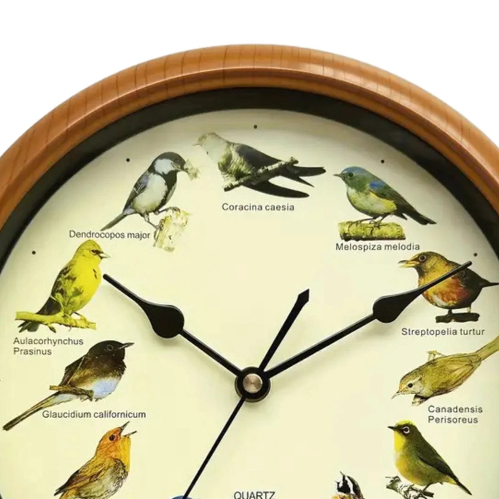 Bird Wall Clock 10 Inch That Sings on Hour Bird Clock with Sound Decorative Wall